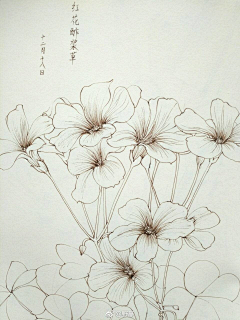 晓呆羊采集到画-白描-速写-缠绕画