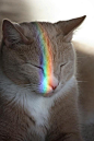 Rainbow cat: 