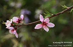 实拍：去神泉谷，看桃花、挖野菜, 曹作兰旅游攻略