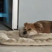 西米mr