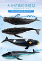 正版玩具仿真动物模型海洋生物鲨鱼鲸鱼海豚企鹅海龟摆件儿童益智-淘宝网
