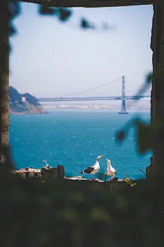two gulls near sea