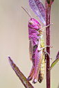 libutron:

Pink Grasshopper
Sometimes grasshoppers are pink. It is due to an unusual and little-understood genetic mutation called erythrism, caused by a recessive gene similar to that which affects albino animals. 
This mutation results in one of two thi