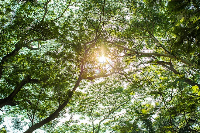 从底部看，在巨树的阴影下。可用于自然背景，壁纸，模板，屏保。