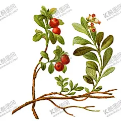 复古插画 【酷图网】复古,写实,透明,背景,植物,插画,