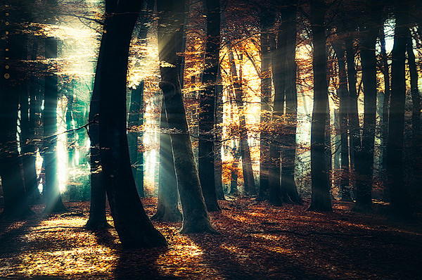 森林之光