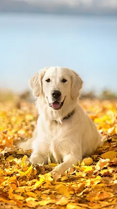 金毛 狗年狗狗旺 动物 宠物 狗 狗狗 可爱 小狗 壁纸