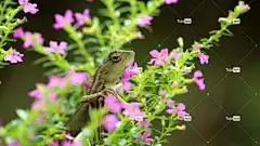 蜥蜴 高清壁纸 花园 花朵 自由背景 爬虫 美丽的花朵 美丽的