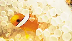 缤纷海底藻类桌面高清壁纸桌面壁纸1