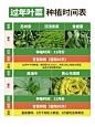 现在种过年吃的几种叶菜！ - 小红书