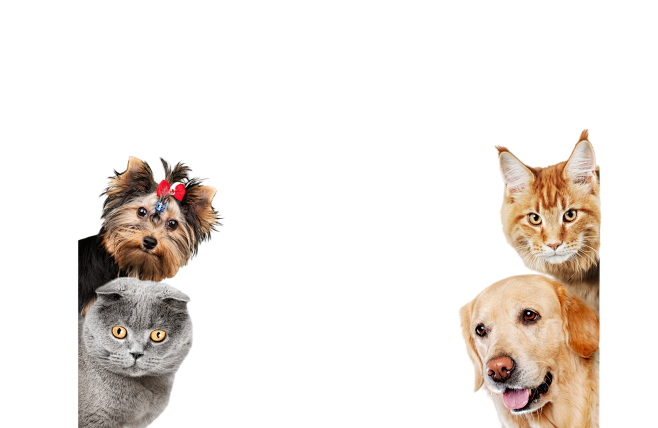 狗狗 png