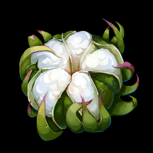 棉花