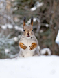 Amazed squirrel

Gleb Skrebets