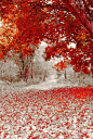 满地枫叶，红似雪