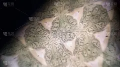 两美元穿过棱镜