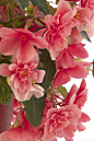 **Waterfall Begonia 'Victoria Pink'