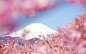日本樱花