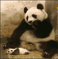 熊猫妈妈：吓劳资一跳