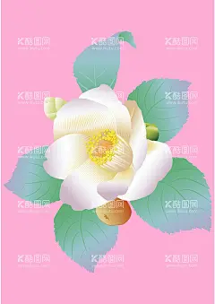 茶树花  - 源文件下载【酷图网】茶树花,花卉,茶树花插画,手绘,绘画,