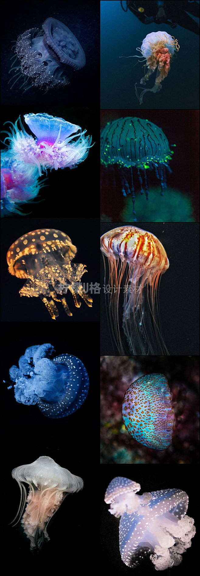 303 海洋生物水母海底高清摄影图集原画...