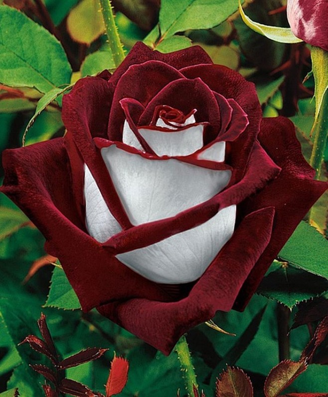 奥西利亚玫瑰 Osiria Rose
