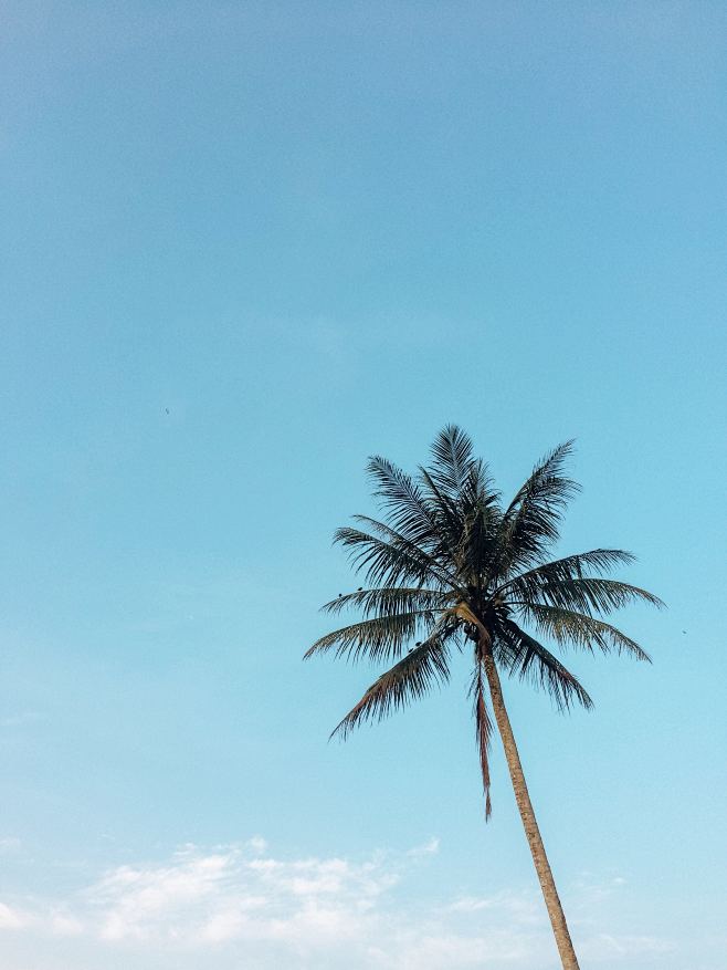 夏天/海边/海水/风景/椰树