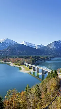 ＠大圣中的战斗菊#唯美#壁纸#手机壁纸#电脑壁纸#风景