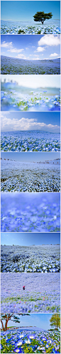 日本Hitashi海滨公园占地约190公顷，各种花卉一年四季竞次开放。最有名的，是粉蝶花，像婴儿的蓝眼睛，在春天里绽放，特别是四月，以450万朵花覆盖大地，像蓝色的花毯，花的海洋，令人流连忘返
