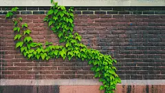 绿色_绿叶_绿色壁纸_养眼绿色_Flickr壁纸_绿叶生机_桌面壁纸_爱壁纸HD