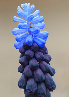 鲤瑜采集到花