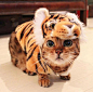 这位小猫咪怕不是心里住着一只小脑腐叭

【ins：natsuko_cat】 ​​​​