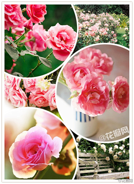 #花瓣花语录#月季，蔷薇科花卉，四季开花...