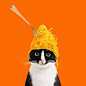 I am Cheeto. A cat. on Instagram: “Don't be upsetti, eat some spaghetti!   #PrincessCheeto”