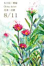 每日一花 8.11 生日花：-Haru. Hello.