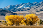 Fall in Eastern Sierras by David Bogard on 500px