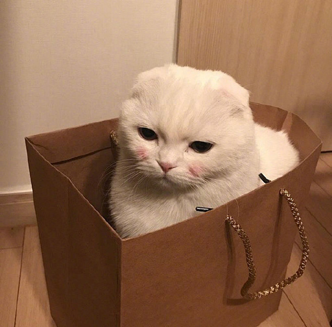 可爱的腮红猫 致命一吸