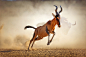 Johan Swanepoel在 500px 上的照片Red hartebeest running in dust