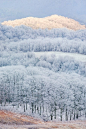 雾森林 Frosty Forests