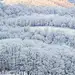 Frosty Forests