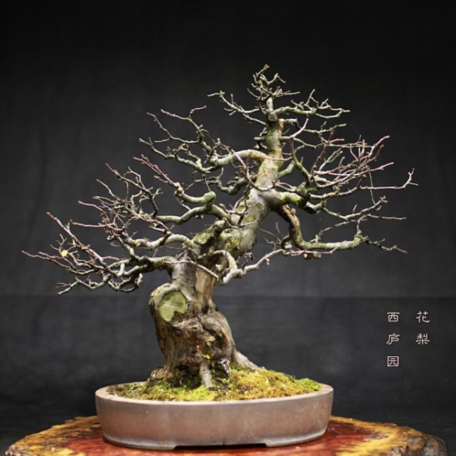 花梨盆景小叶木瓜盆景实性木瓜盆景西庐园盆景小品盆景淘宝网