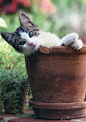 cat in a flowerpot

- Spoil your kitty