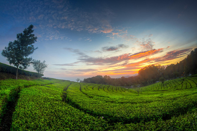 Tea Plantation by Ri...