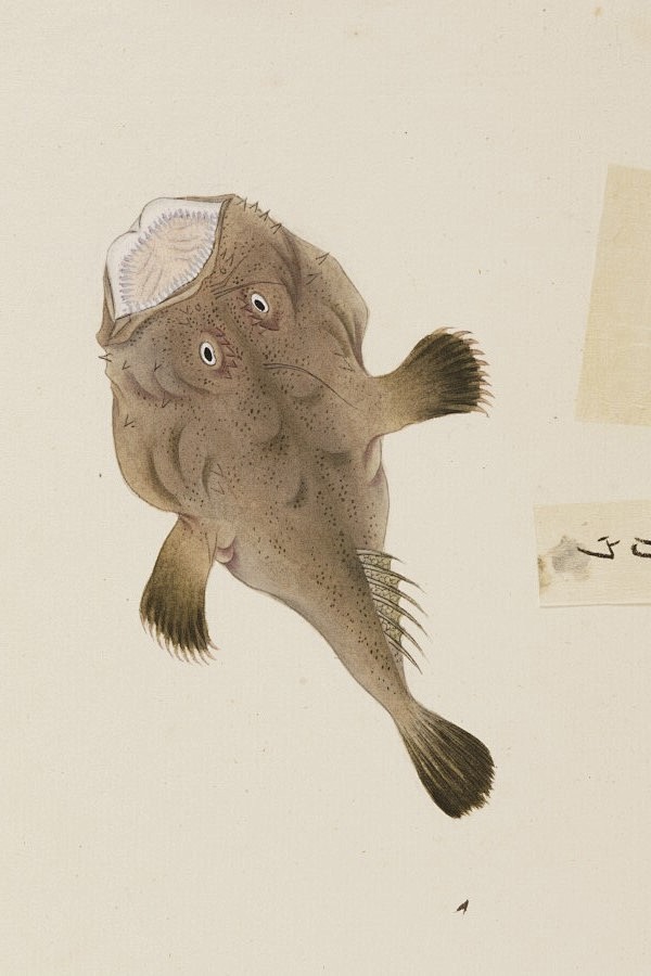 鱼类图鉴鮟鱇鱼