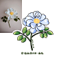 植物速写- design by 插画设计师-西瓜