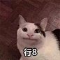 猫咪表情包_微信