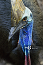 A close up of a southern cassowary.