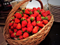 【泪奔】东京希尔顿饭店的“草莓点心节”，三十余种草莓甜品，每天使用4500多个新鲜草莓，3500日元（约合180元人民币）随便吃个够，堪称草莓控天堂…