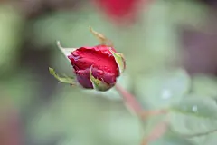 爱情，玫瑰花，love，花朵，爱情，情侣，红色玫瑰花，情人节背景，女生节背景，妇女节背景，鲜花，情侣，七夕节背景，818A4515 – 饿狐背景网站-微距高清设计素材免费图片下载海报壁纸摄影背景素材，背景图，背景墙，背景板，背景图片，背景纹理，背景板设计，背景材质，背景大图
