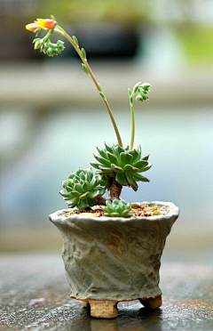 派大星爱吃鱼~采集到植物