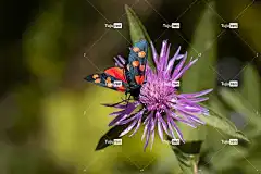 昆虫 花卉背景 红黑 花壁纸 花 开花 美丽的花朵 飞虫 动物